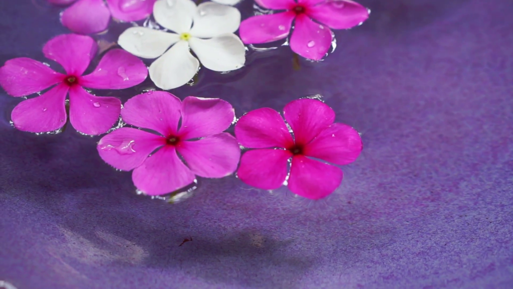 video-pink-flowers-floating-in-bowl-of-water-from-top-view-spa-decoration_vaj6fxqol__F0000